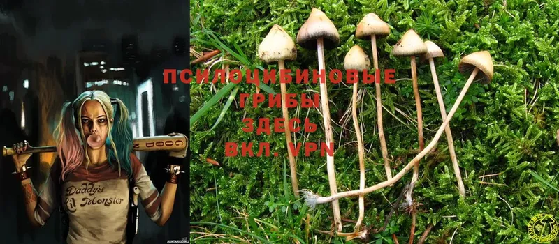 Псилоцибиновые грибы Cubensis  Видное 